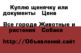 Куплю щенячку или документы › Цена ­ 3 000 - Все города Животные и растения » Собаки   